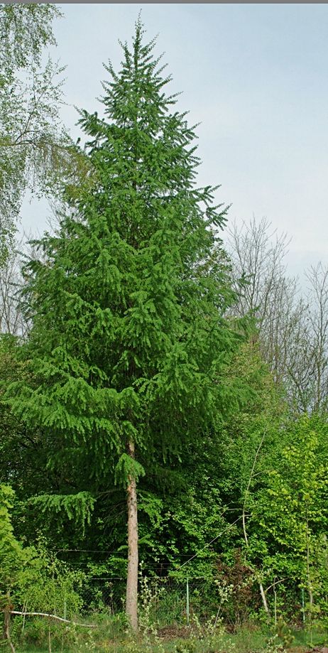 Naturalny maszt antenowy