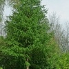 Naturalny maszt antenowy