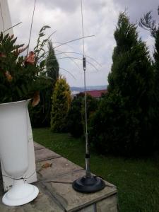 Paproć
