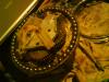 dsc01116_t1.jpg